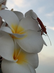 Dysdercus fuscomaculatus