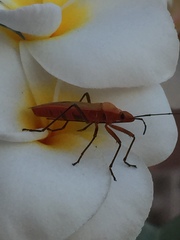 Dysdercus fuscomaculatus