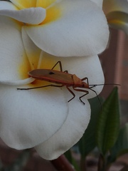 Dysdercus fuscomaculatus