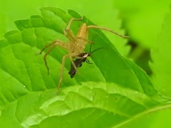 Atalantycha dentigera