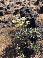 Eriogonum compositum
