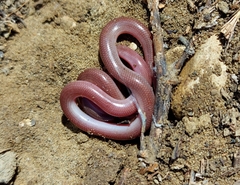 Xerotyphlops vermicularis