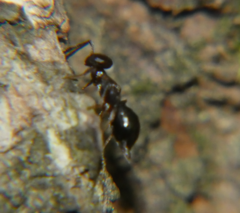 Brasema leucothysana