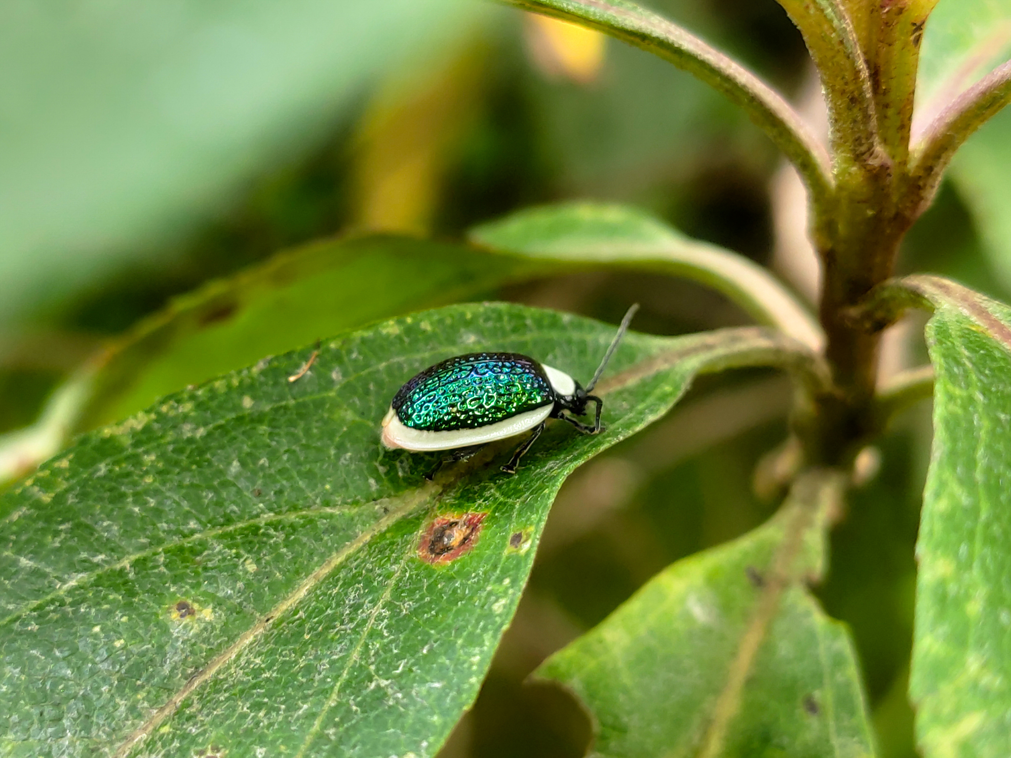 Galerucinae image