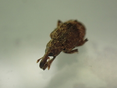 Conotrachelus seniculus