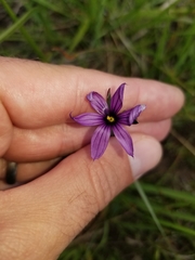Sisyrinchium hitchcockii