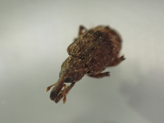Conotrachelus seniculus