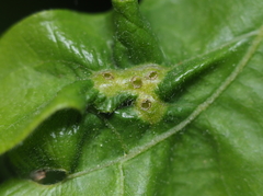Neuroterus fugiens