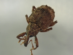 Conotrachelus seniculus