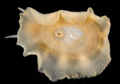 Lucapina sowerbii