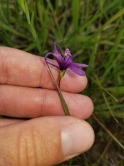 Sisyrinchium hitchcockii