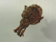 Conotrachelus seniculus