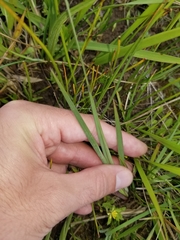 Sisyrinchium hitchcockii