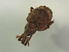 Conotrachelus seniculus