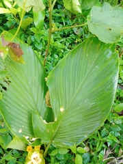 Curcuma neilgherrensis
