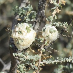 Asphondylia floccosa