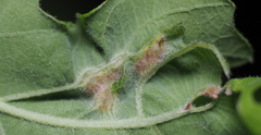 Neuroterus fugiens