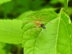 Atalantycha dentigera