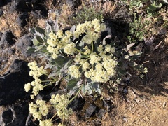 Eriogonum compositum