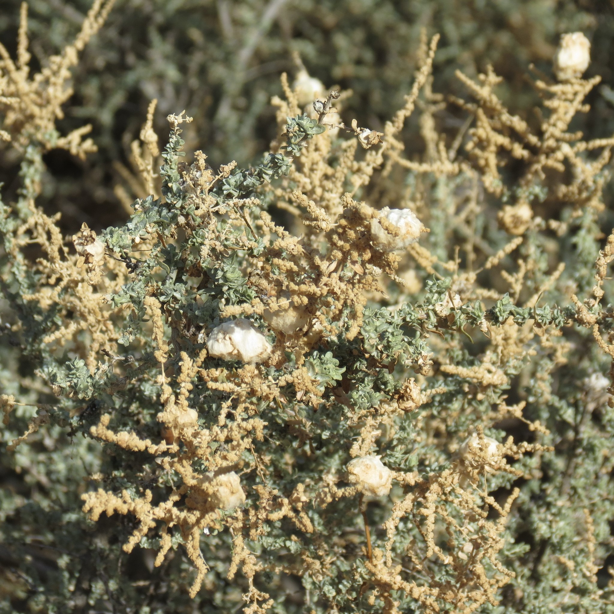Atriplex polycarpa