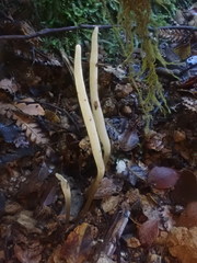 Clavaria tenuipes