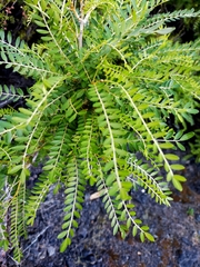 Sophora molloyi