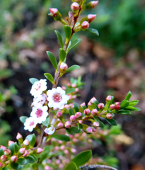 Thryptomene calycina