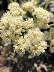 Eriogonum compositum
