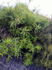 Sophora molloyi