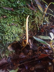 Clavaria tenuipes