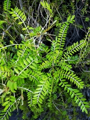 Sophora molloyi