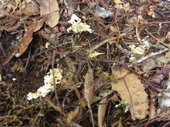Cantharellus insignis