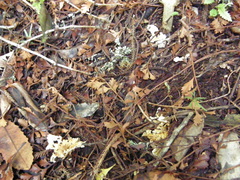 Cantharellus insignis