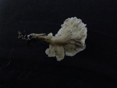 Cantharellus insignis