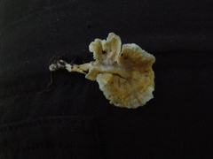 Cantharellus insignis