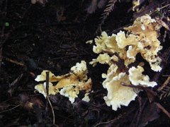 Cantharellus insignis