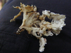 Cantharellus insignis