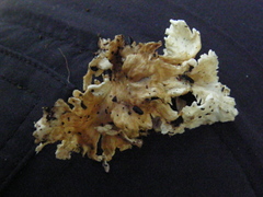 Cantharellus insignis