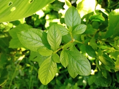 Alternanthera bettzickiana