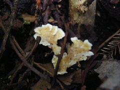 Cantharellus insignis