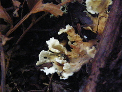 Cantharellus insignis
