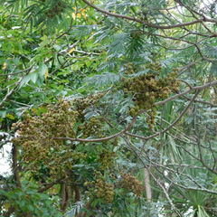 Dasineura rubiformis