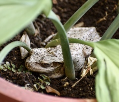 Osteopilus septentrionalis
