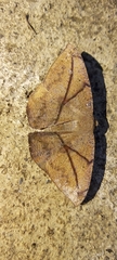 Oxydia trychiata