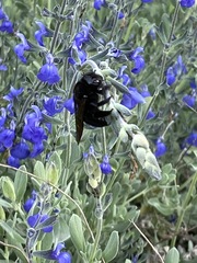 Xylocopa sonorina