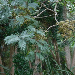 Dasineura rubiformis