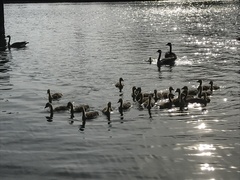 Branta canadensis