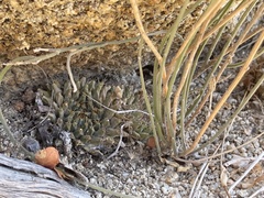 Mammillaria peninsularis