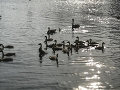Branta canadensis