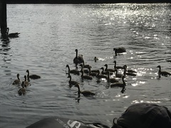 Branta canadensis